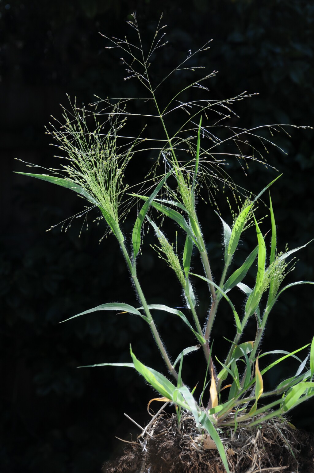 Panicum hillmanii (hero image)