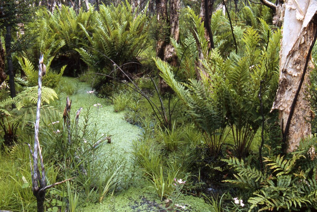 Blechnum cartilagineum (hero image)