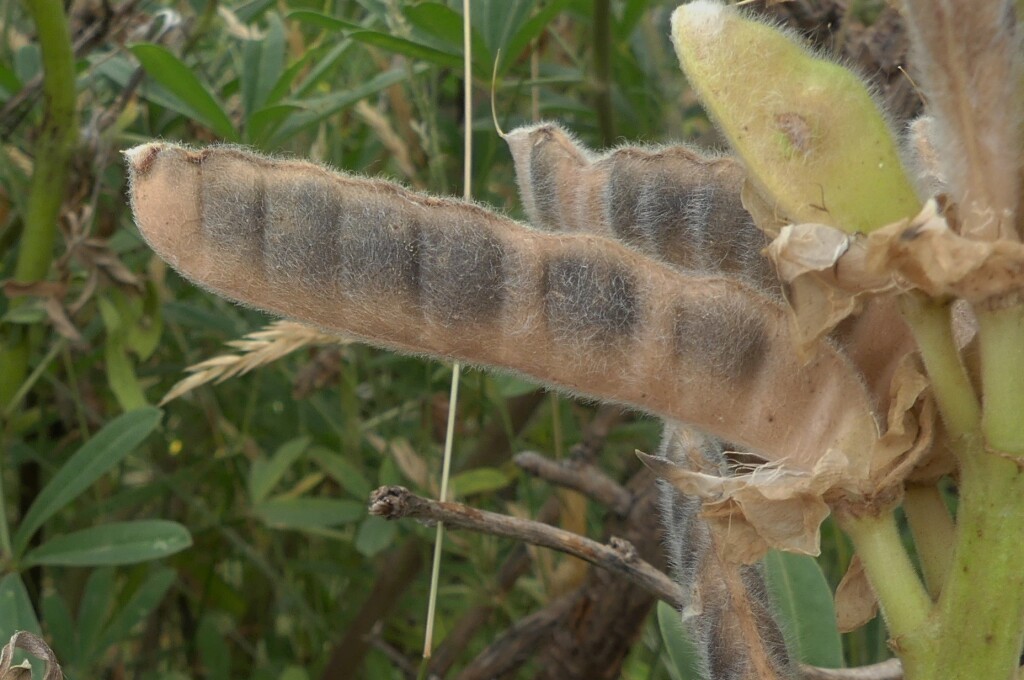 Lupinus arboreus (hero image)