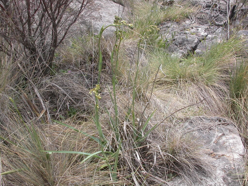 Dianella longifolia var. grandis (hero image)