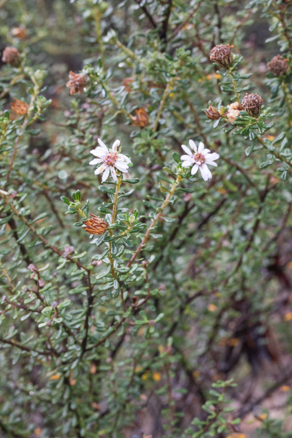 Olearia iodochroa (hero image)