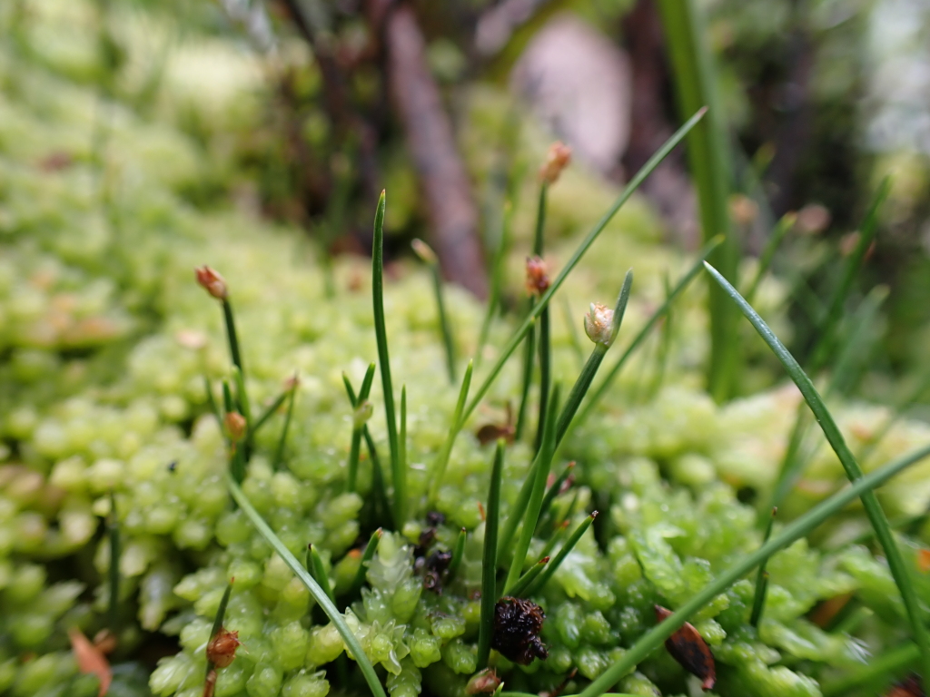 Isolepis aucklandica (hero image)