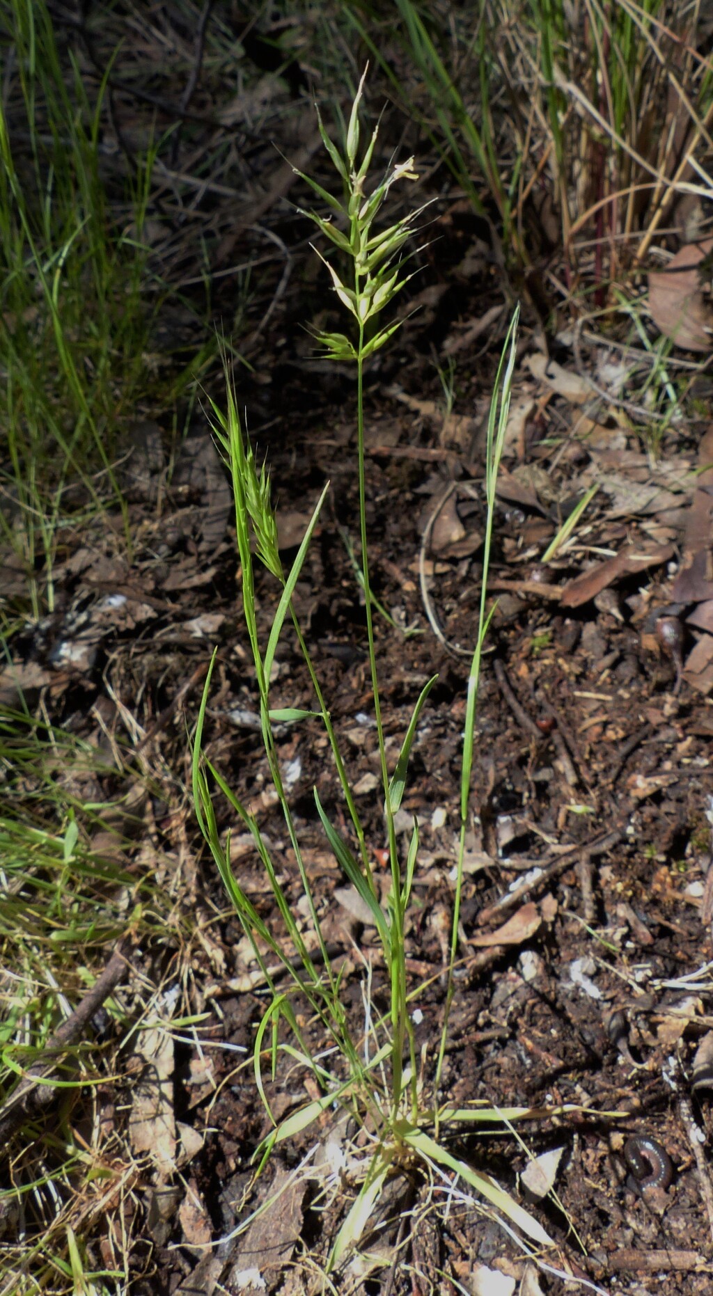 Anthoxanthum aristatum (hero image)