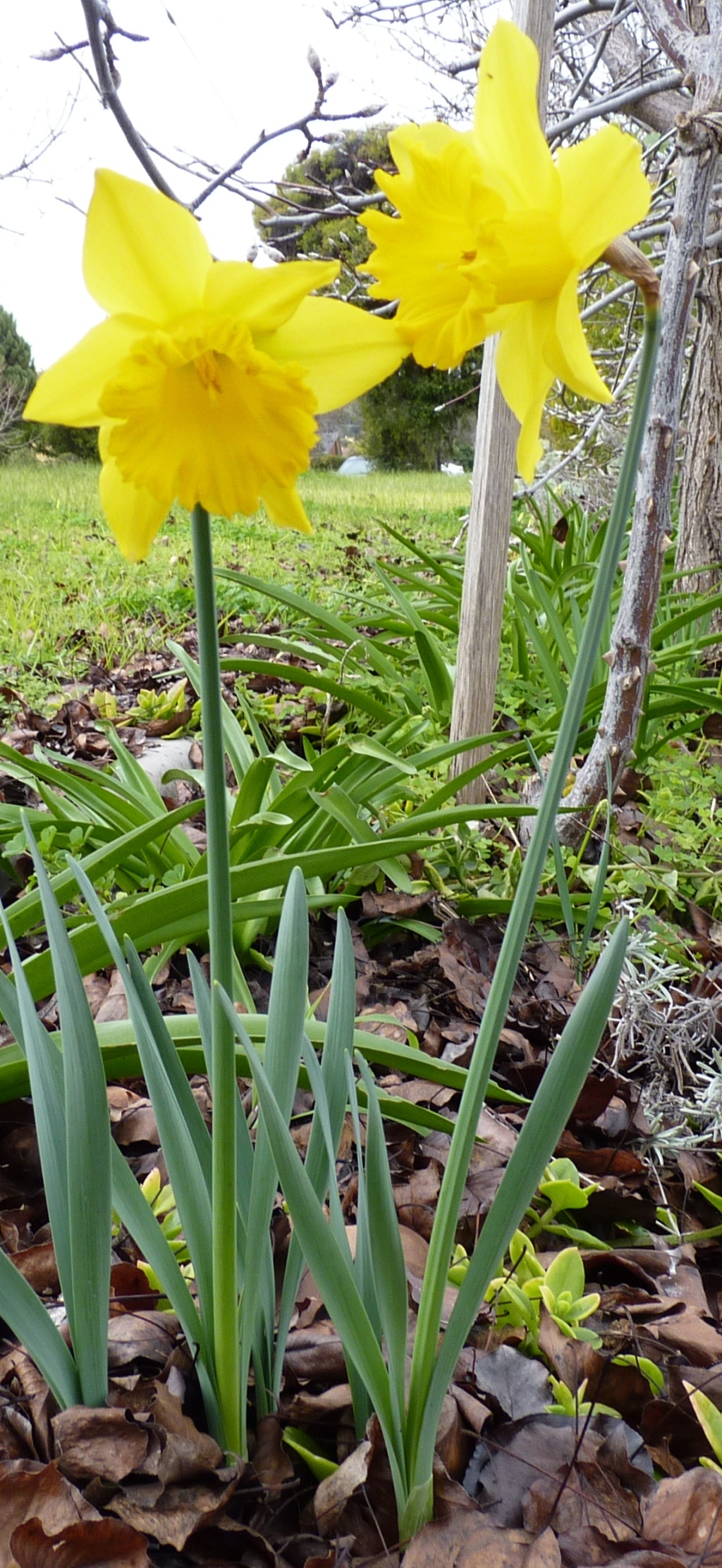 Narcissus (hero image)