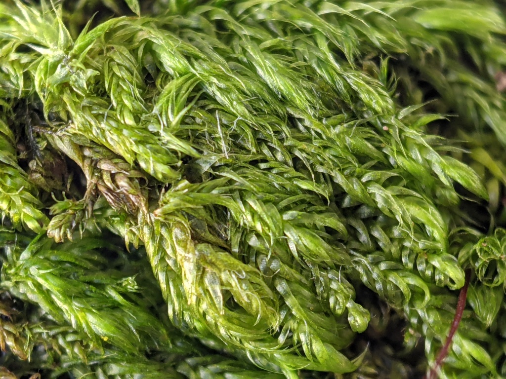 Warburgiella leucocytus (hero image)