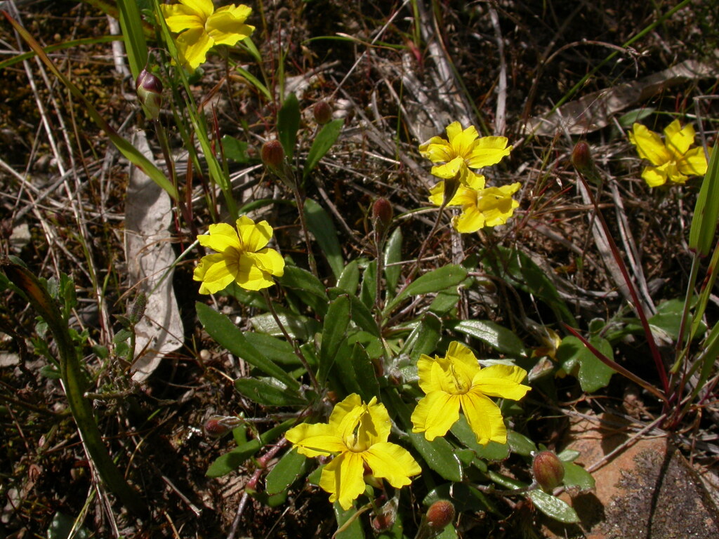 Goodenia geniculata (hero image)