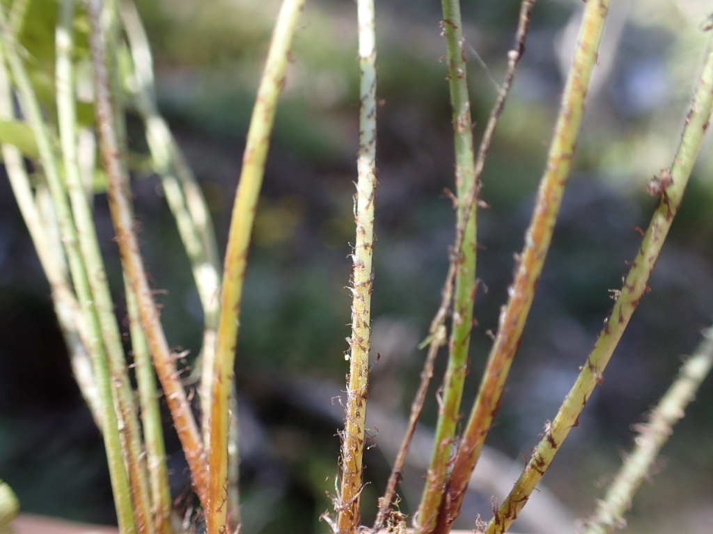 Asplenium hookerianum (hero image)