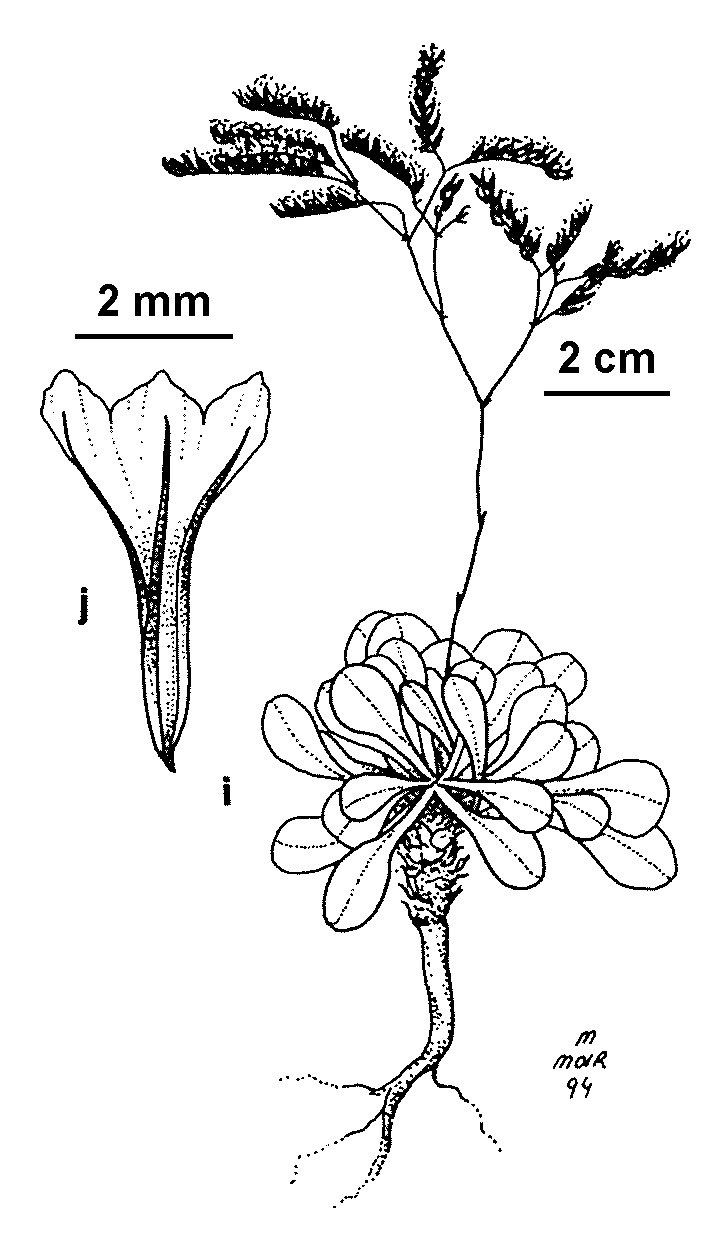 Limonium hyblaeum (hero image)