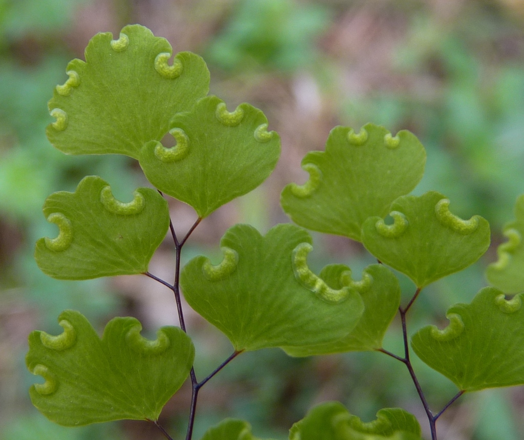 Pteridaceae (hero image)