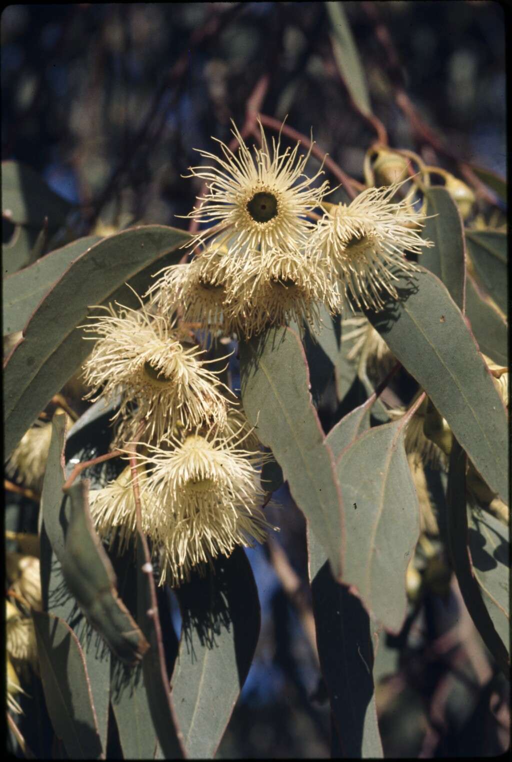Eucalyptus sideroxylon (hero image)