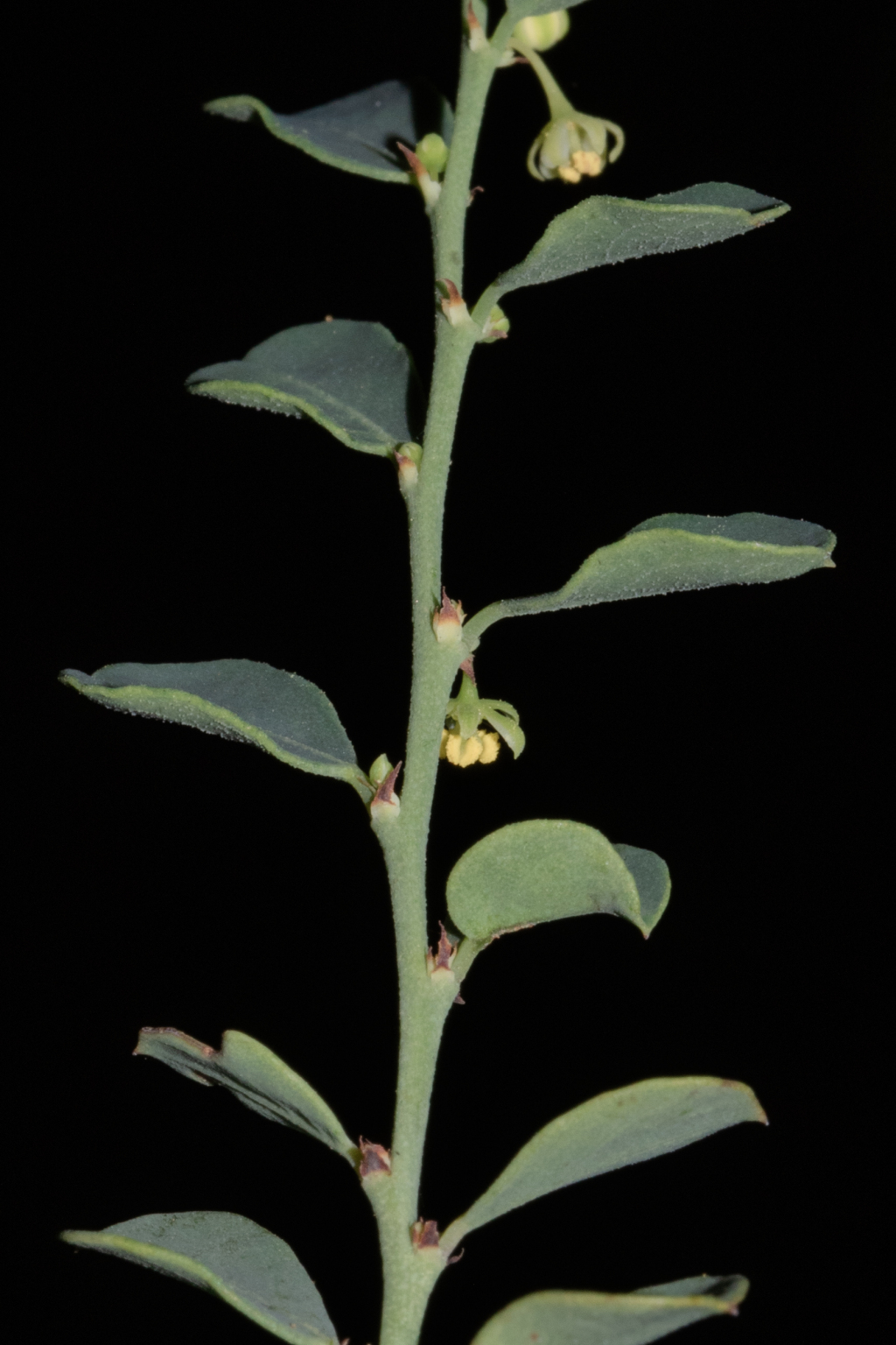 Phyllanthus saxosus (hero image)