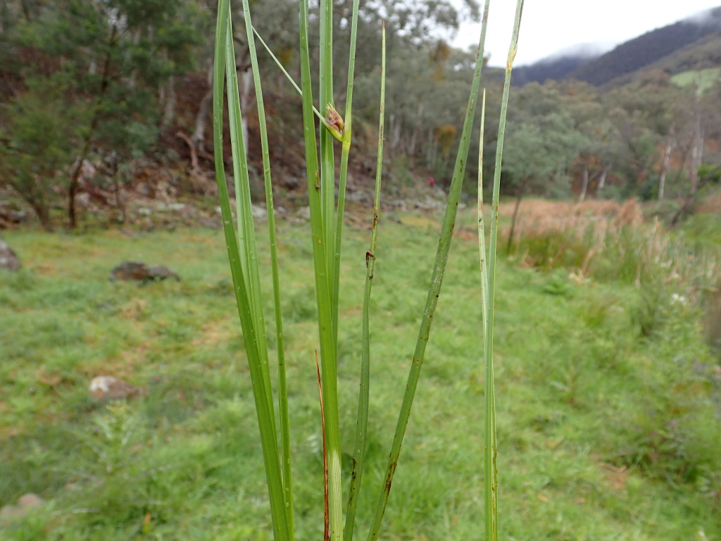 Bolboschoenus caldwellii (hero image)