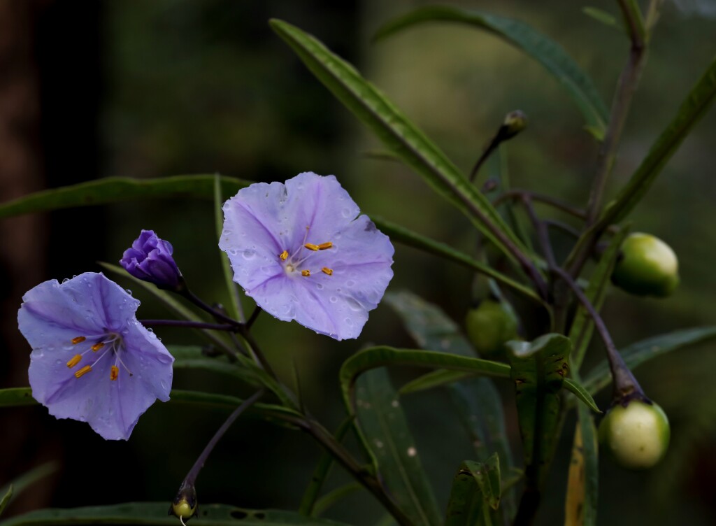 Solanum vescum (hero image)