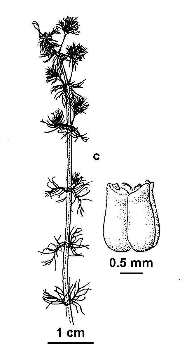 Myriophyllum muelleri (hero image)