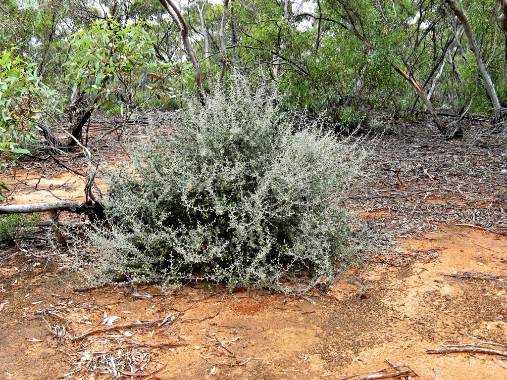Scaevola spinescens (hero image)