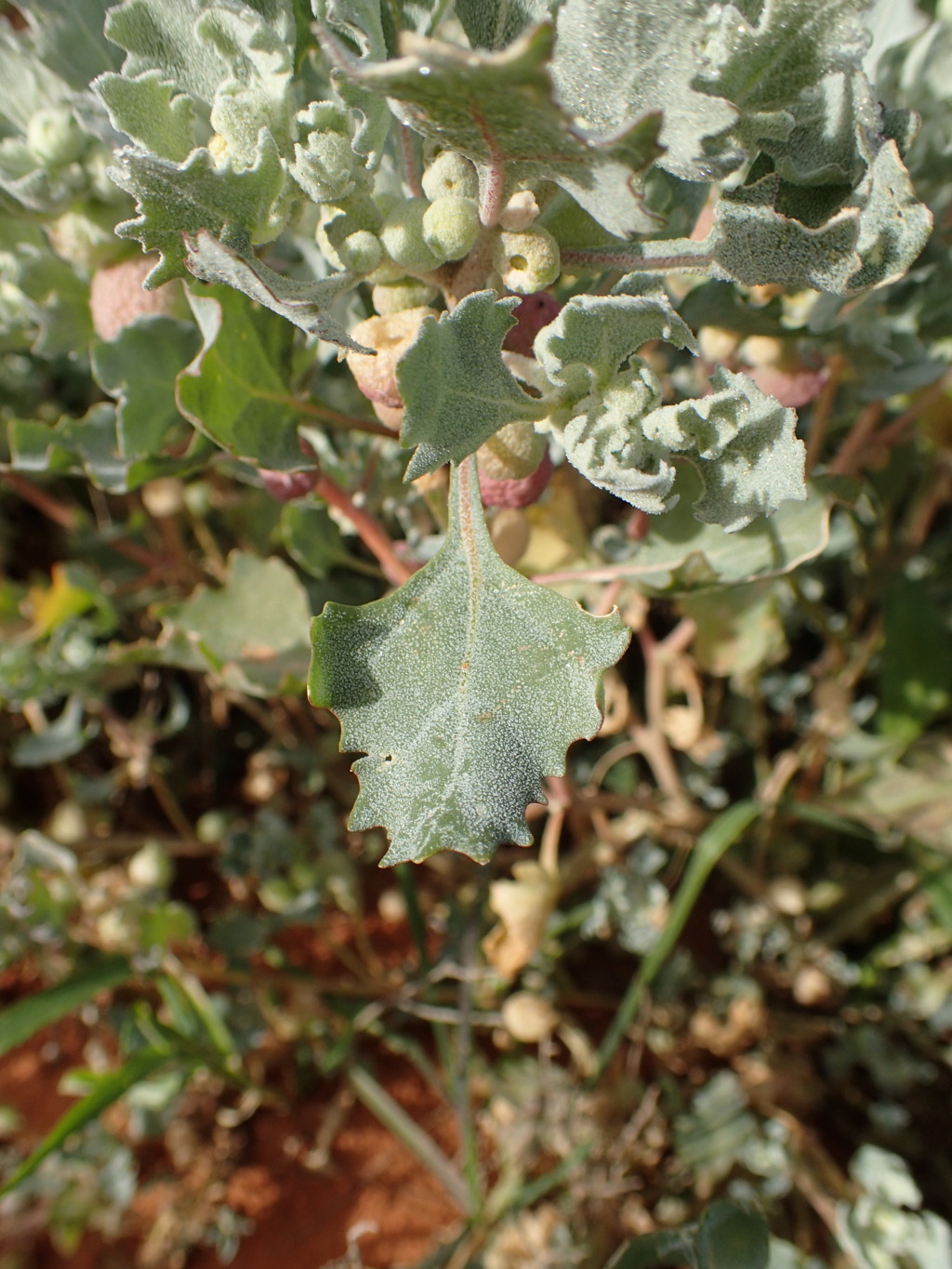 Atriplex holocarpa (hero image)
