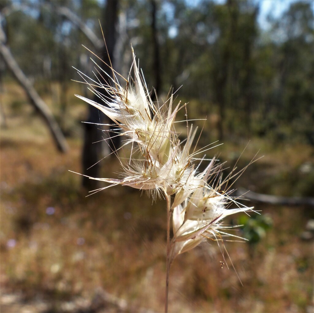Rytidosperma fulvum (hero image)