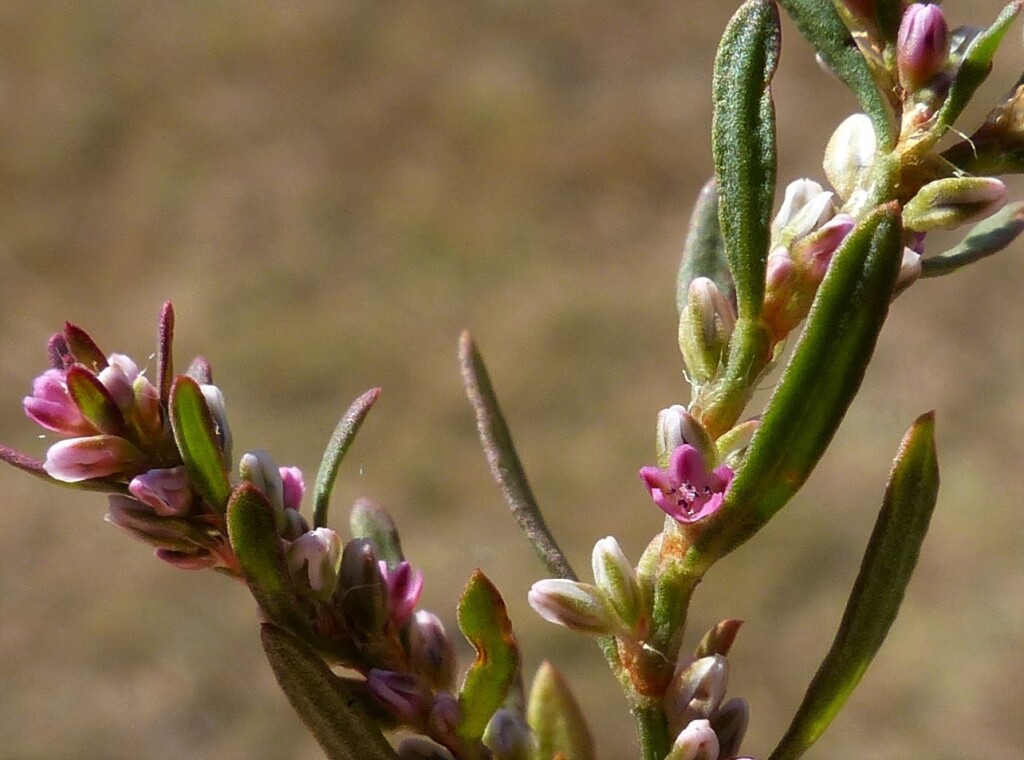 Polygonum plebeium (hero image)