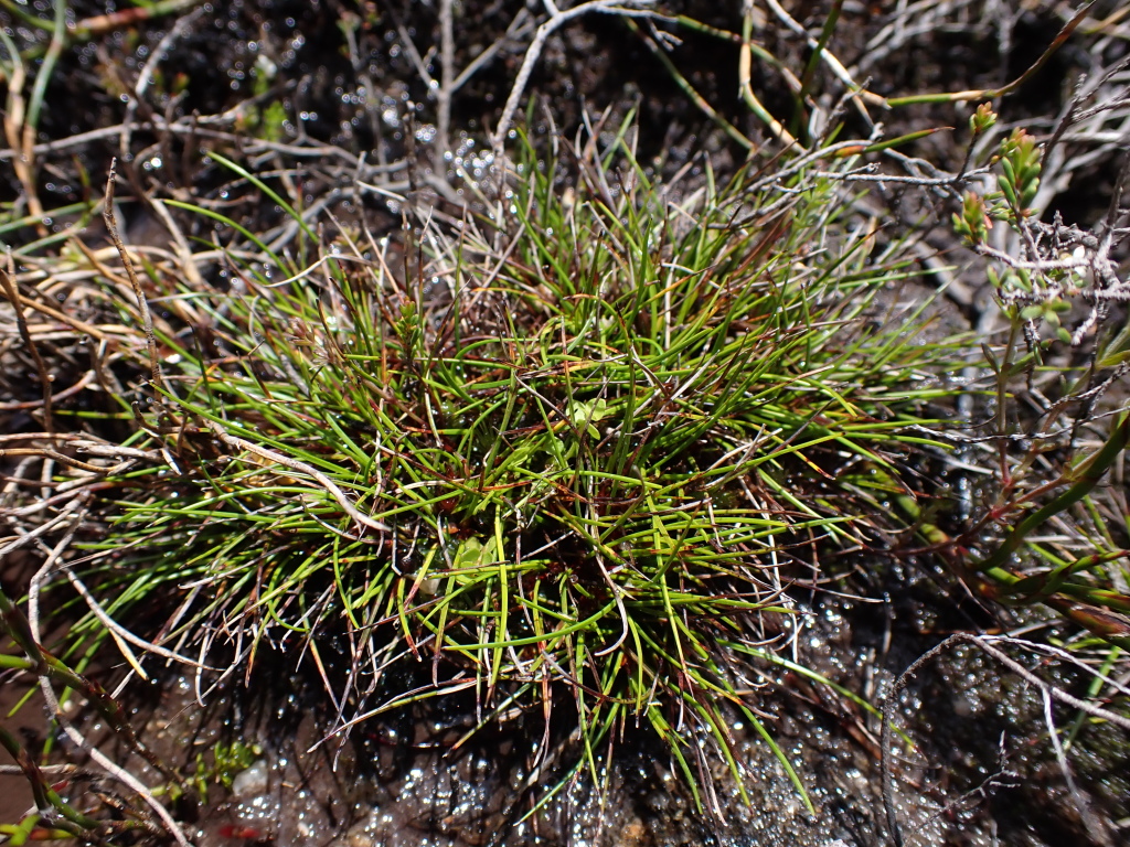 Schoenus calyptratus (hero image)