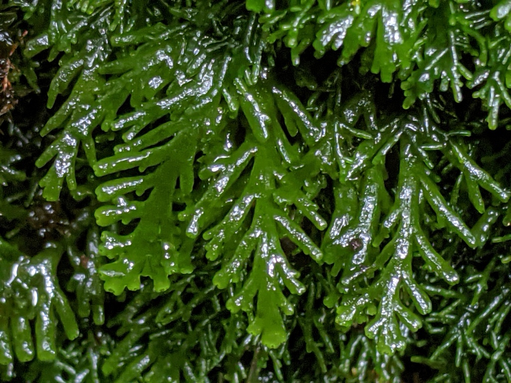 Aneuraceae (hero image)