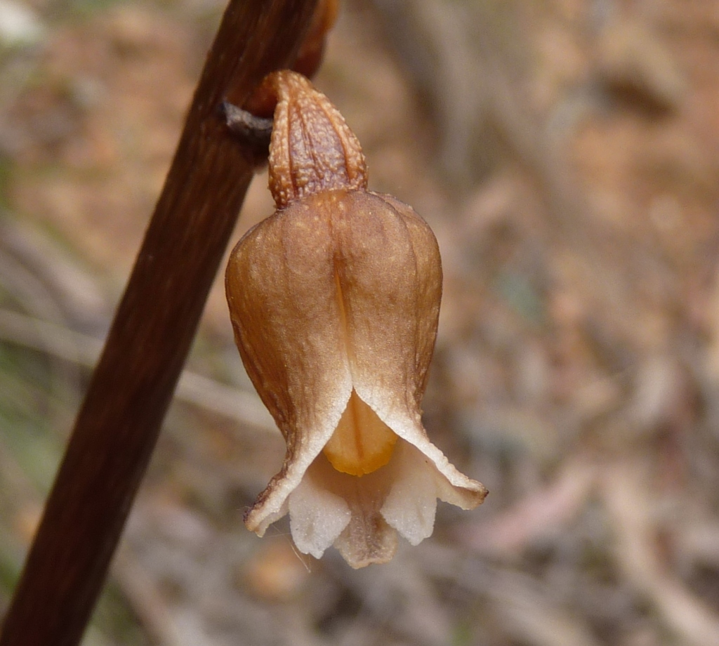 Gastrodia sesamoides (hero image)