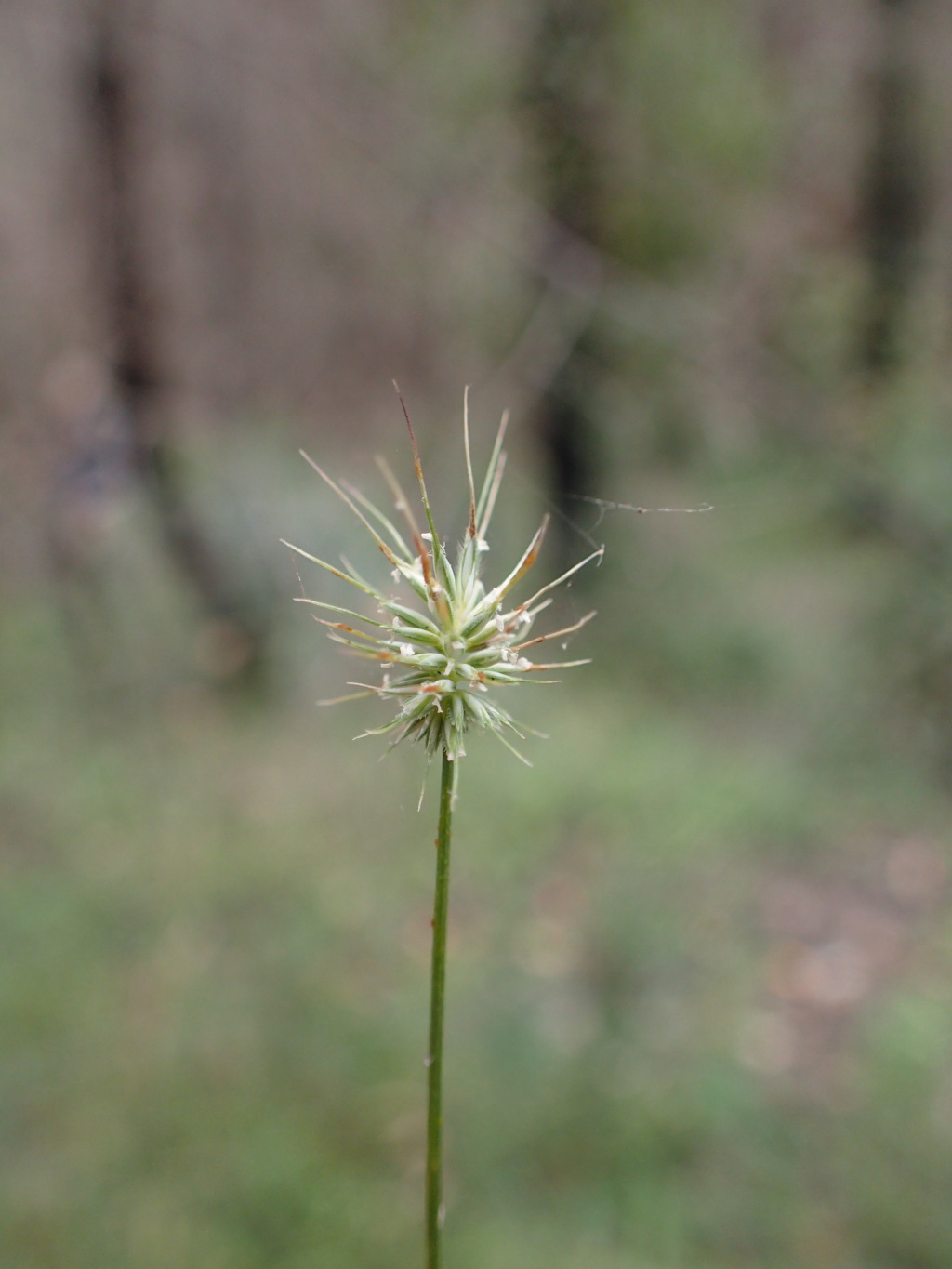 Echinopogon ovatus (hero image)