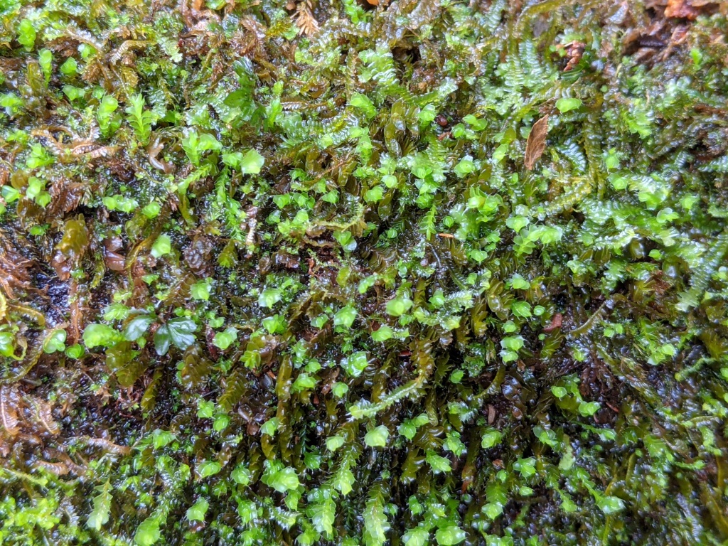 Adelanthaceae (hero image)