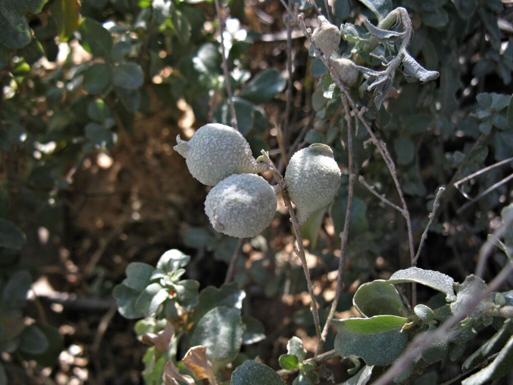 Atriplex vesicaria (hero image)