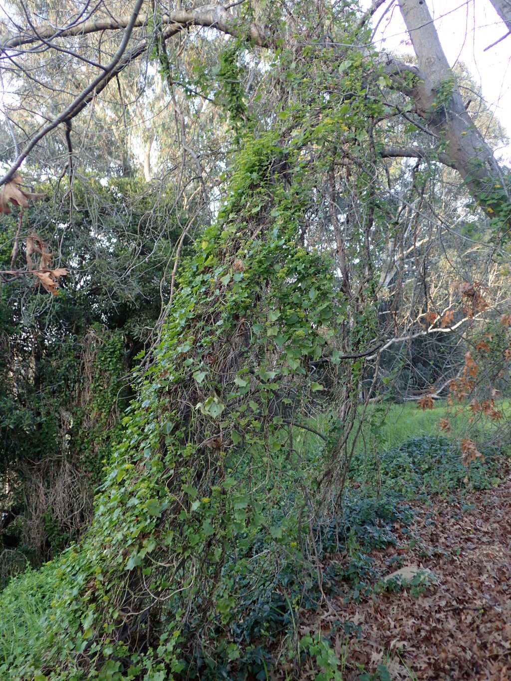 Delairea odorata (hero image)