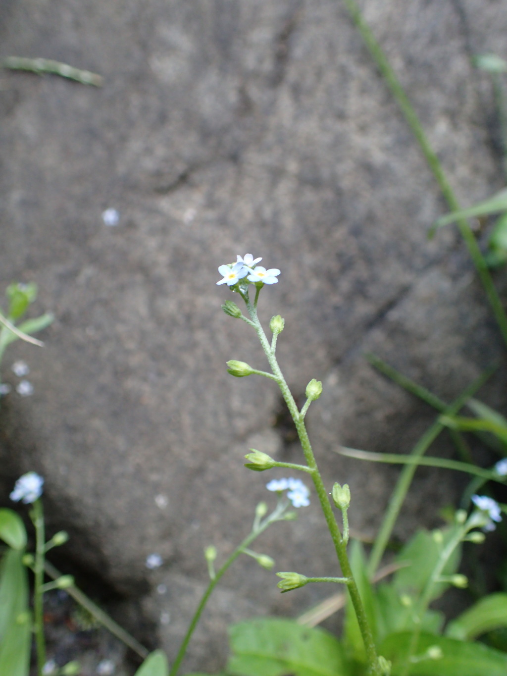 Myosotis laxa (hero image)