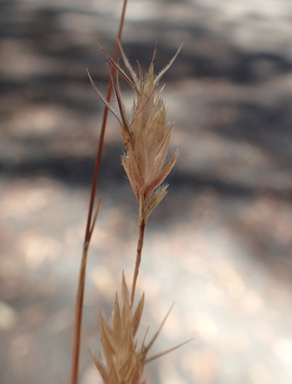 Amphipogon (hero image)
