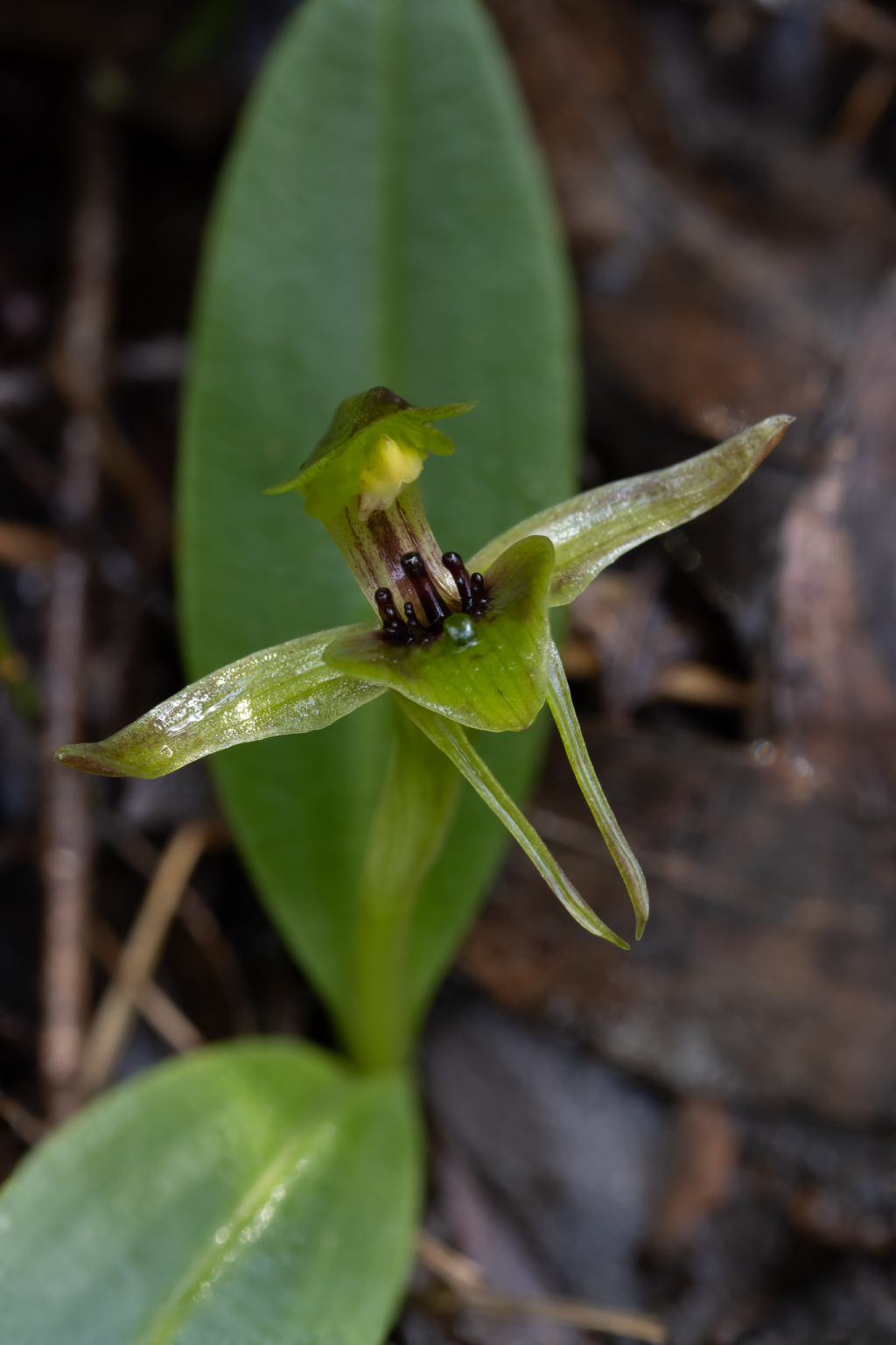 Chiloglottis jeanesii (hero image)