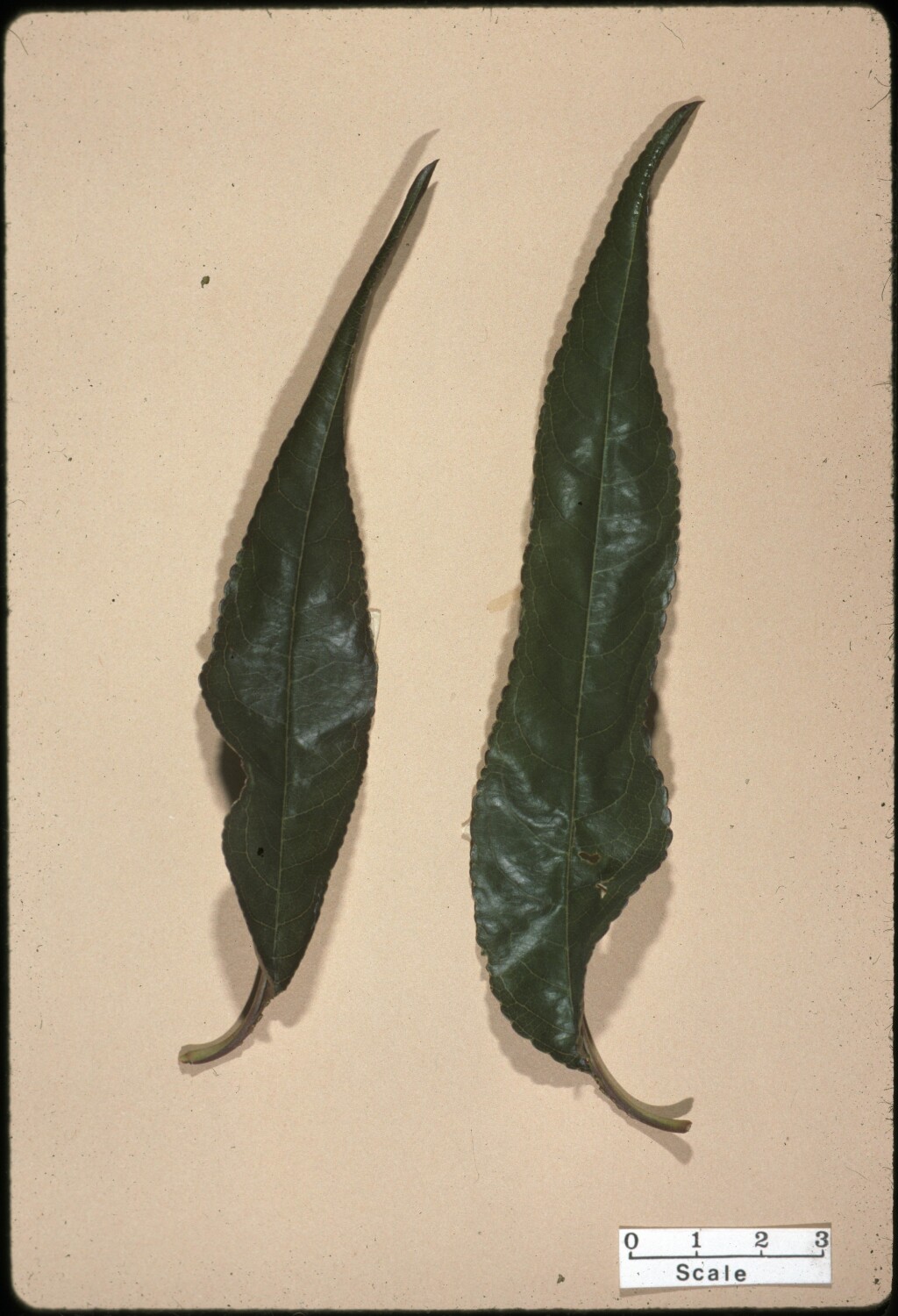 Prunus dulcis (hero image)