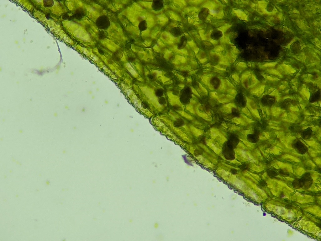 Aneuraceae (hero image)