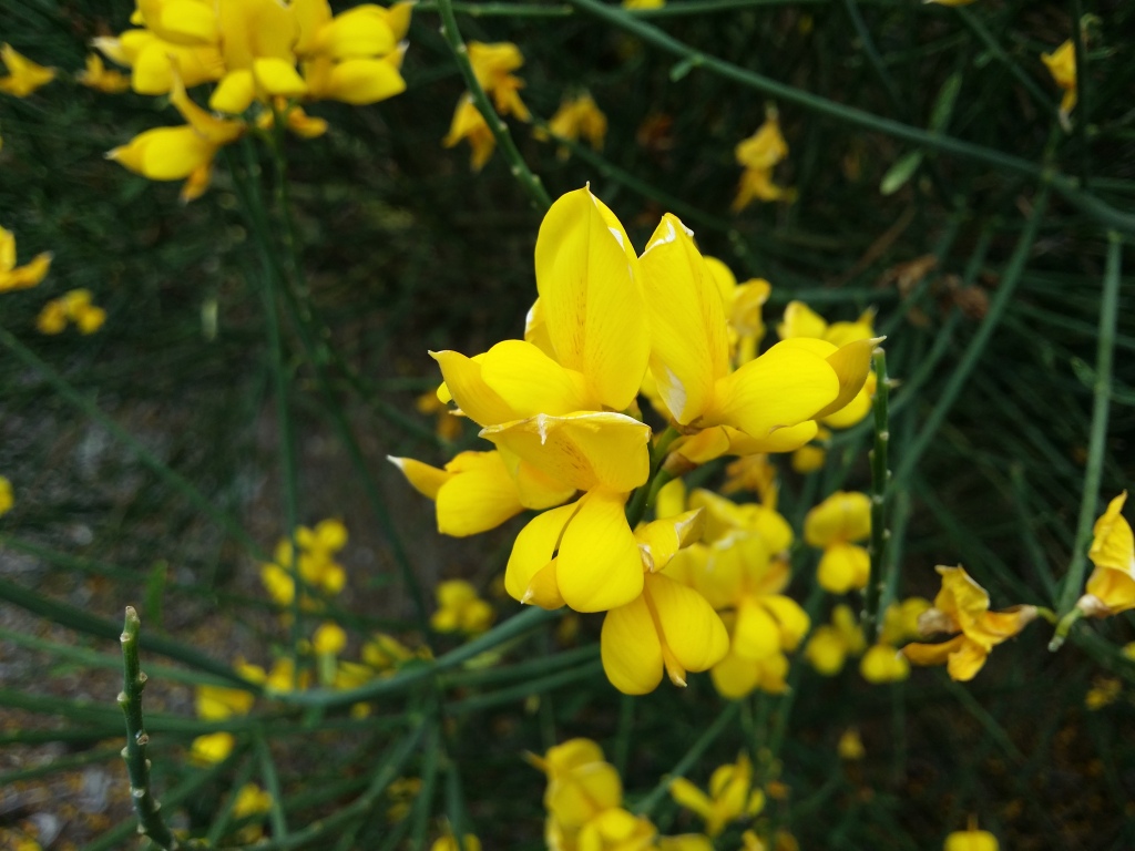 Spartium (hero image)