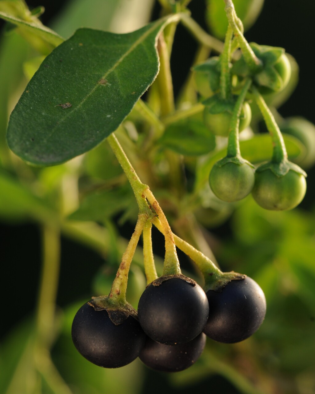 Solanum chenopodioides (hero image)