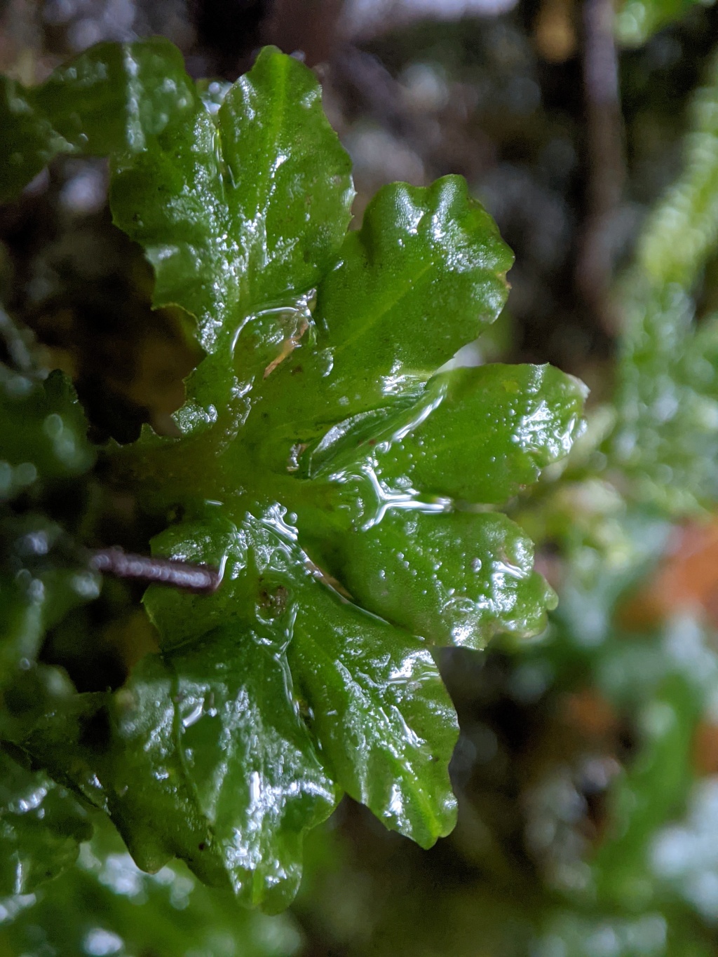 Pallaviciniaceae (hero image)