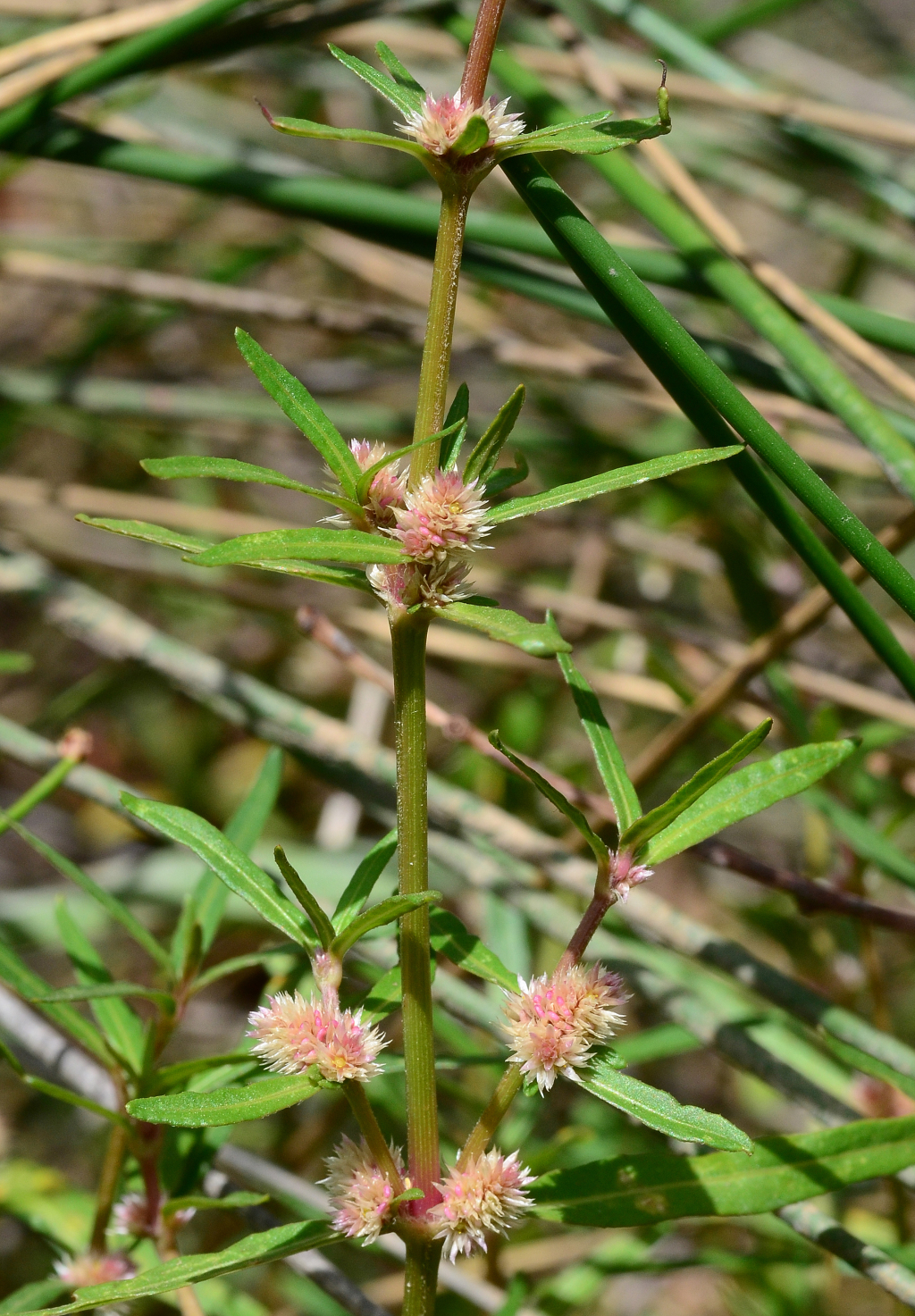 Alternanthera denticulata (hero image)