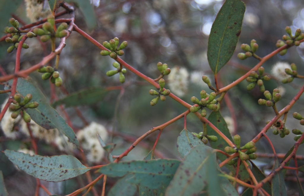 Eucalyptus cyanophylla (hero image)