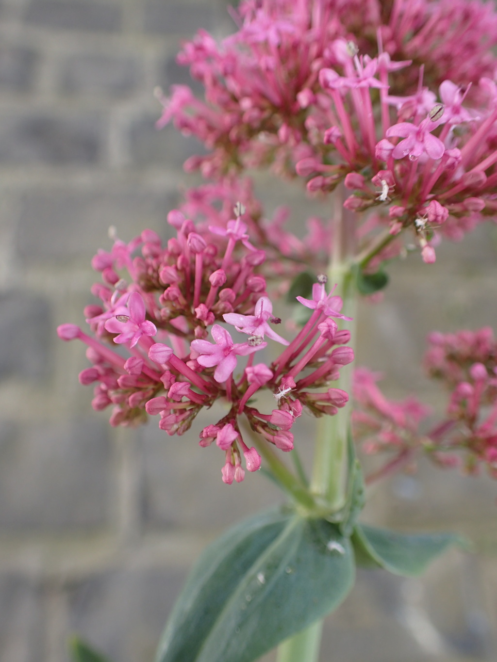 Centranthus (hero image)