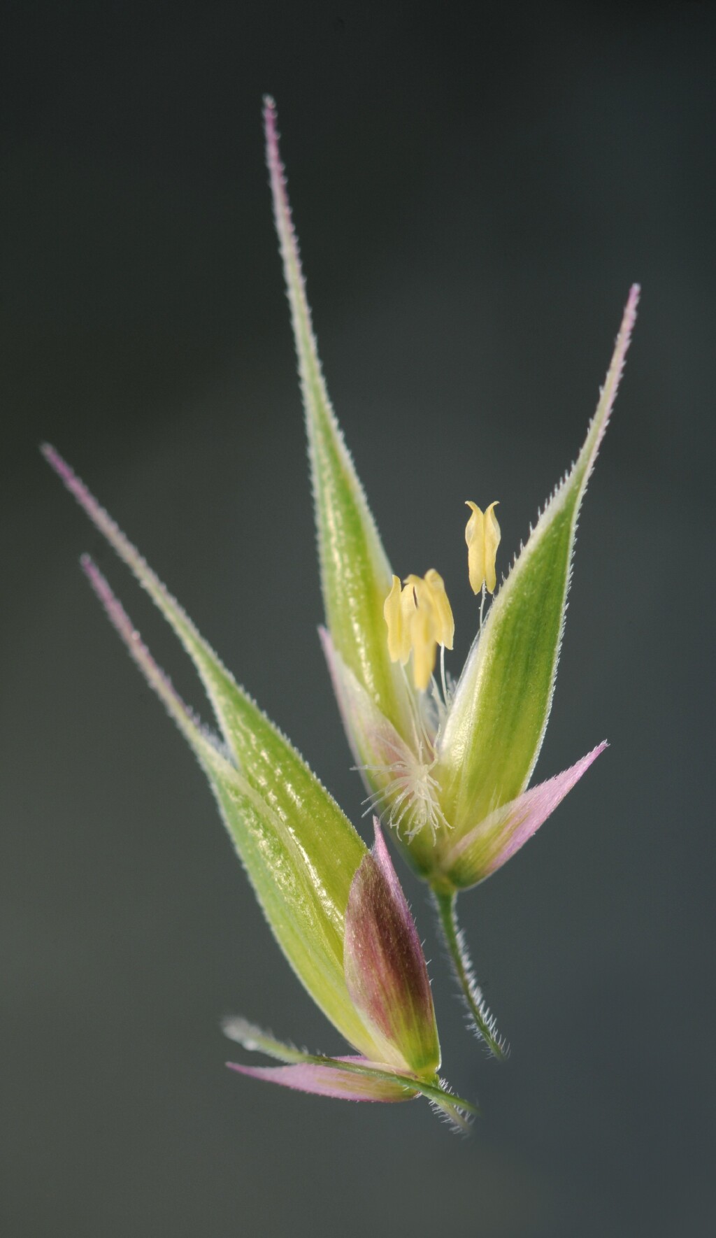 Ehrharta longiflora (hero image)