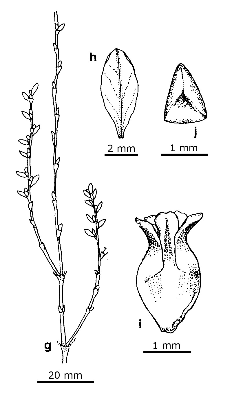 Polygonum arenastrum (hero image)