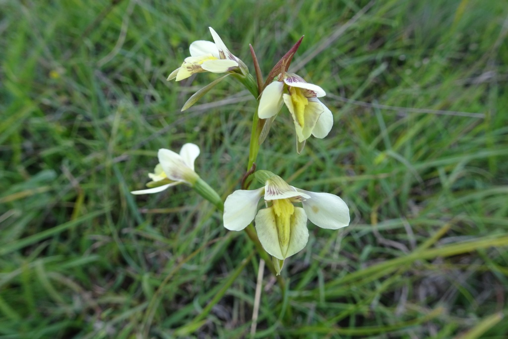 Diuris ochroma (hero image)