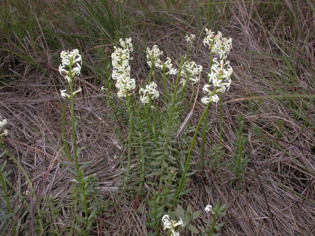 Stackhousia subterranea (hero image)