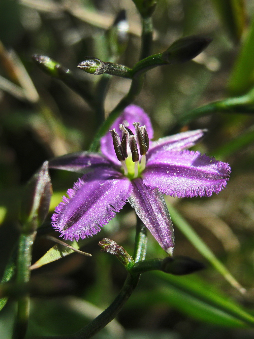 Thysanotus patersonii (hero image)