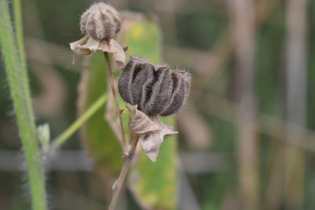 Abutilon grandifolium (hero image)