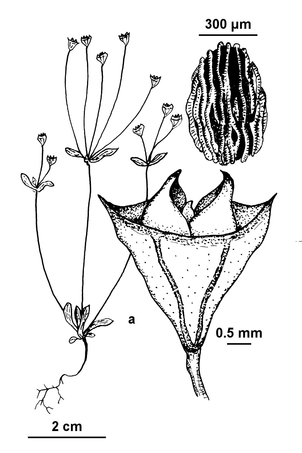 Phyllangium sulcatum (hero image)