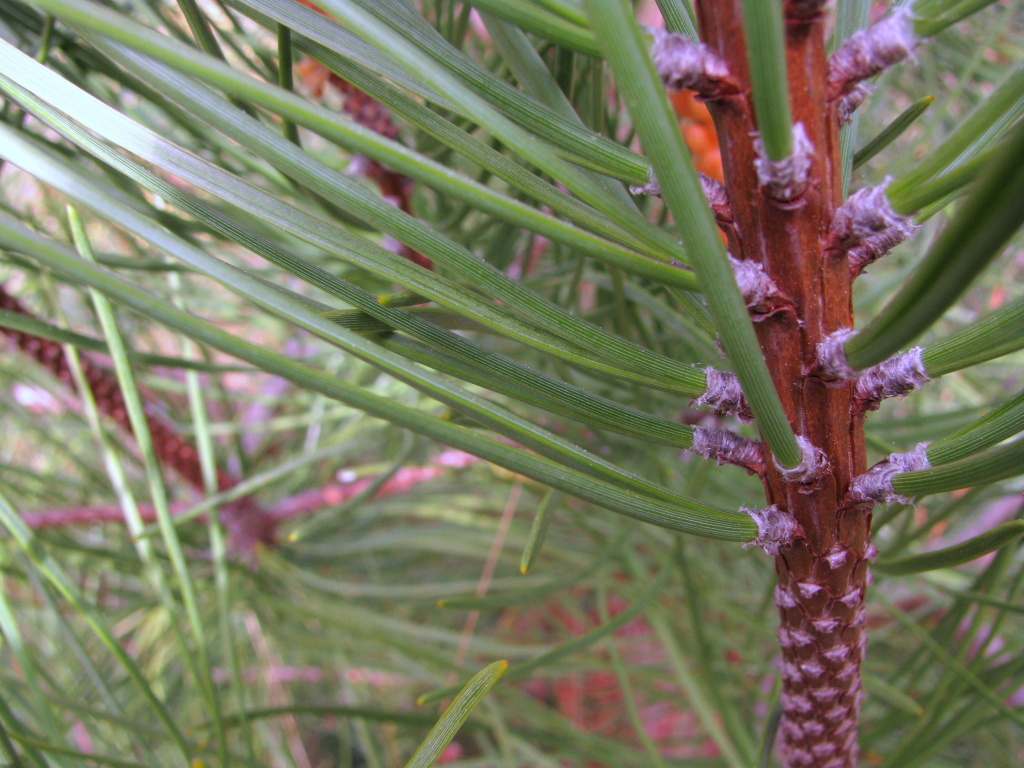 Pinus pinaster (hero image)