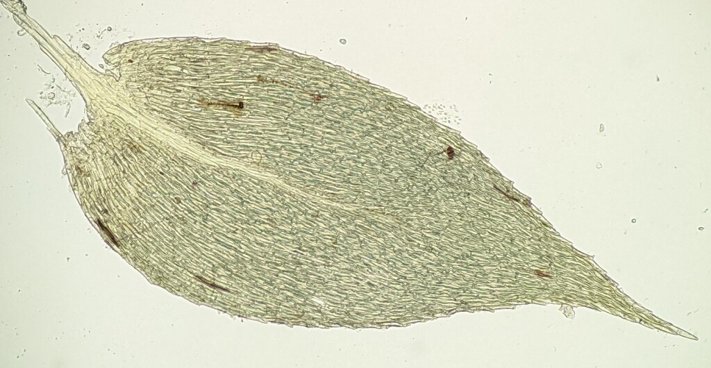 Hedenaesia muriculata (hero image)