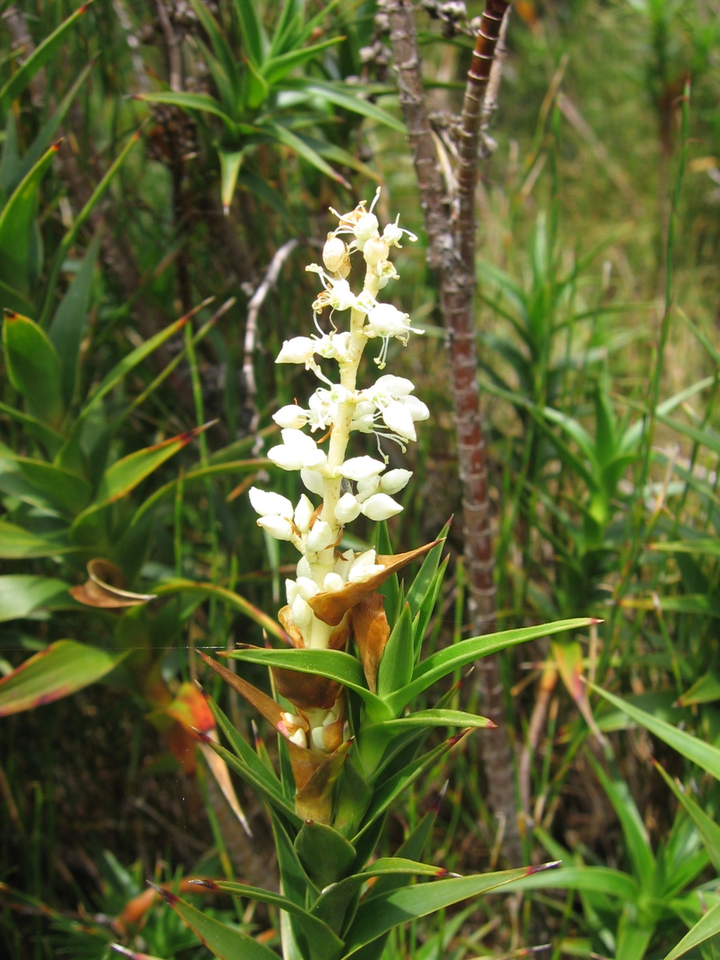 Dracophyllum (hero image)